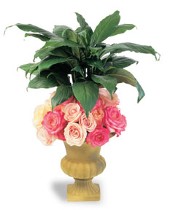 Plant with Roses in a Ceramic Urn