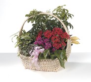 Kalancho Blooming Garden Basket