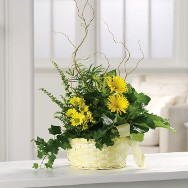 Dish Garden with Yellow Daisies