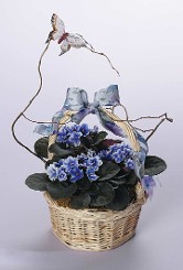 Basket of African Violets