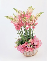 Snapdragons and Assorted Miniatures in a Basket