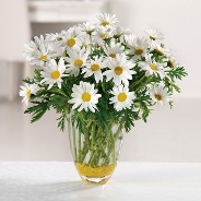 Dazzling Daisy Get Well Vase