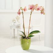 A Lovely Orchid Plant on Mother's Day