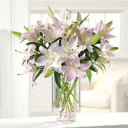 Nothing but Glorious Lilies