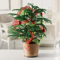 Holiday Decorative Pine Tree